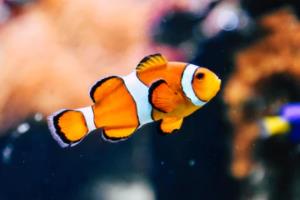 1958年世界杯冠军，西德的辉煌与荣耀1958年世界杯冠军